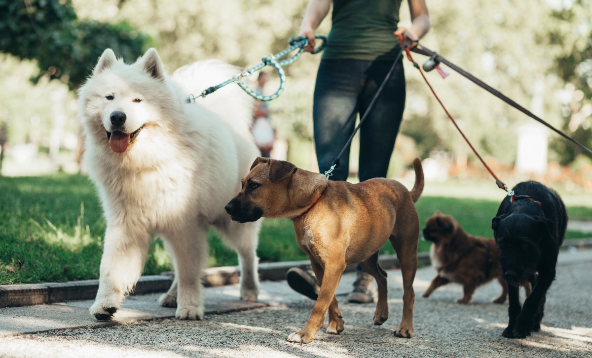 Our about image for Dorking Dog Walking.  See more information for our Dorking location.